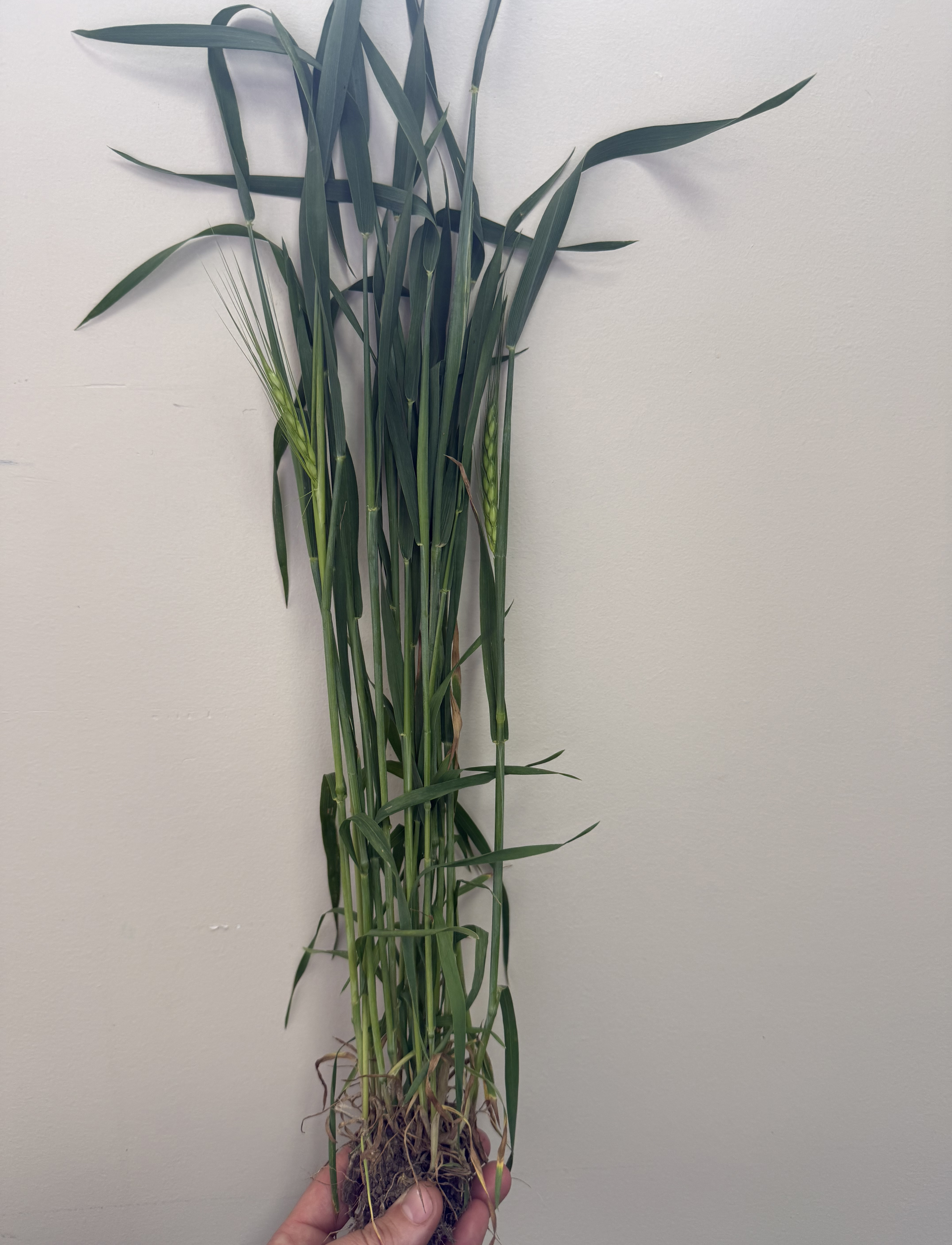 A harvested singular wheat plant showing the head, stem, and roots. 